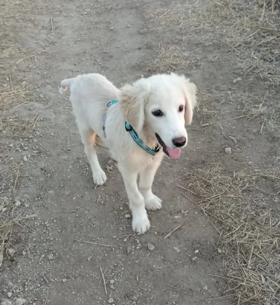 Si chiama Toby e questa egrave la sua storia | Foto 1