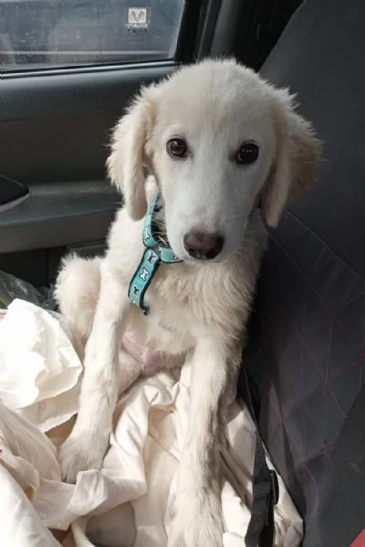 Si chiama Toby e questa egrave la sua storia | Foto 0