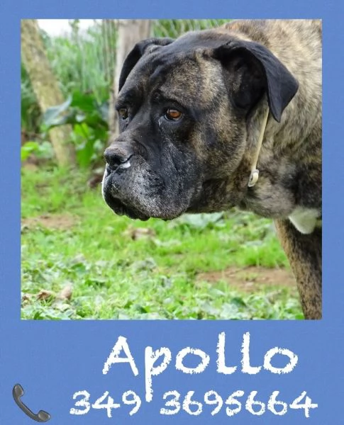 APOLLO  IL RE DEL RIFUGIO | Foto 6