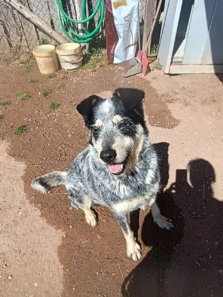 CHIQUITO  BELLISSIMO CUCCIOLONE TRICOLORE 