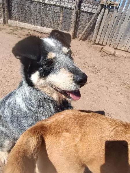 CHIQUITO  BELLISSIMO CUCCIOLONE TRICOLORE  | Foto 5