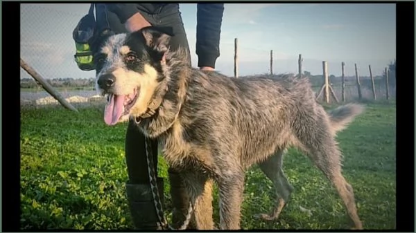 CHIQUITO  BELLISSIMO CUCCIOLONE TRICOLORE  | Foto 4