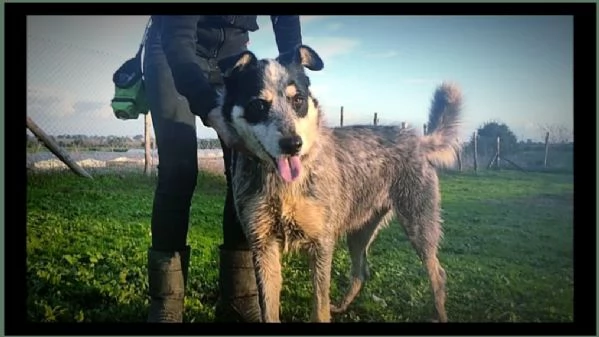 CHIQUITO  BELLISSIMO CUCCIOLONE TRICOLORE  | Foto 2