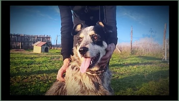 CHIQUITO  BELLISSIMO CUCCIOLONE TRICOLORE  | Foto 0