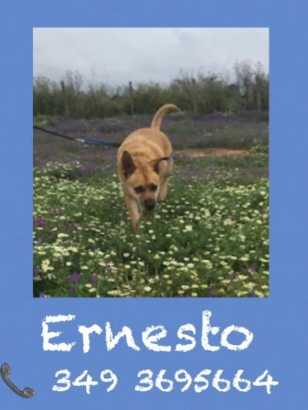 Ernesto in cerca di famiglia | Foto 3