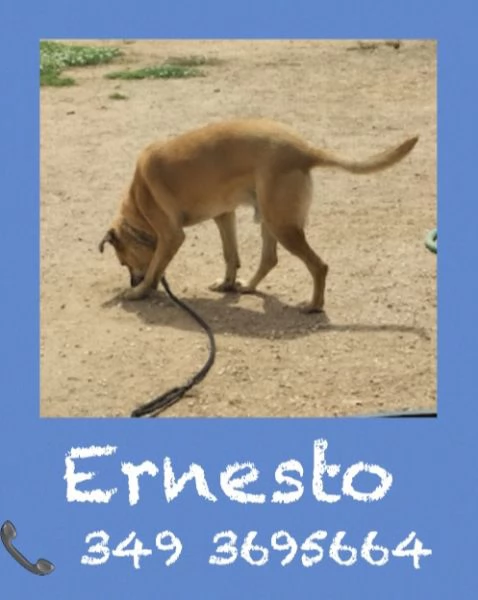 Ernesto in cerca di famiglia | Foto 0