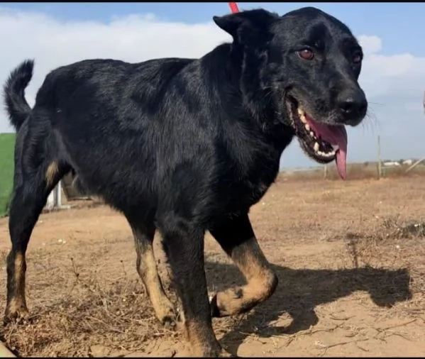 GOFFREDO  UN CANE CHE HA IMPARATO A FIDARSI | Foto 2