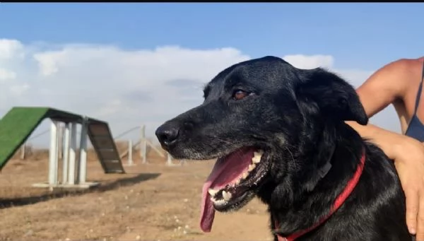 GOFFREDO  UN CANE CHE HA IMPARATO A FIDARSI | Foto 1