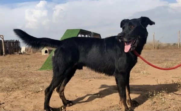 GOFFREDO  UN CANE CHE HA IMPARATO A FIDARSI | Foto 0