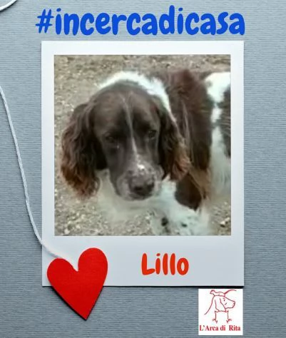 LILLO  SPRINGER SPANIEL in cerca di famiglia  | Foto 3