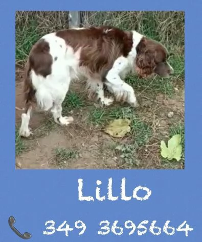 LILLO  SPRINGER SPANIEL in cerca di famiglia  | Foto 2