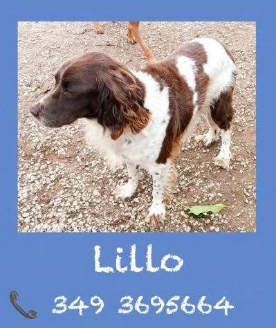 LILLO  SPRINGER SPANIEL in cerca di famiglia  | Foto 0