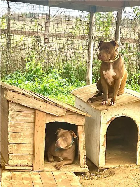 Bob e Marleydue fratlli in cerca di famiglia