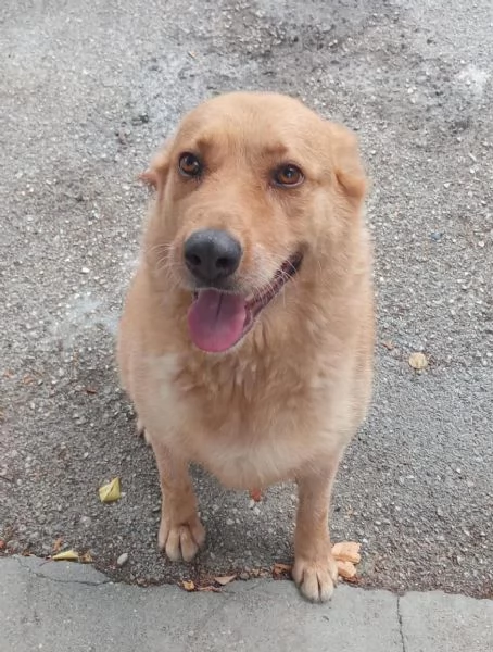 Marley lupetto in cerca finalmente di una famiglia