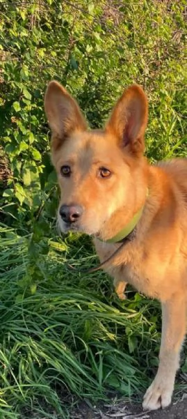 Marley lupetto in cerca finalmente di una famiglia | Foto 0