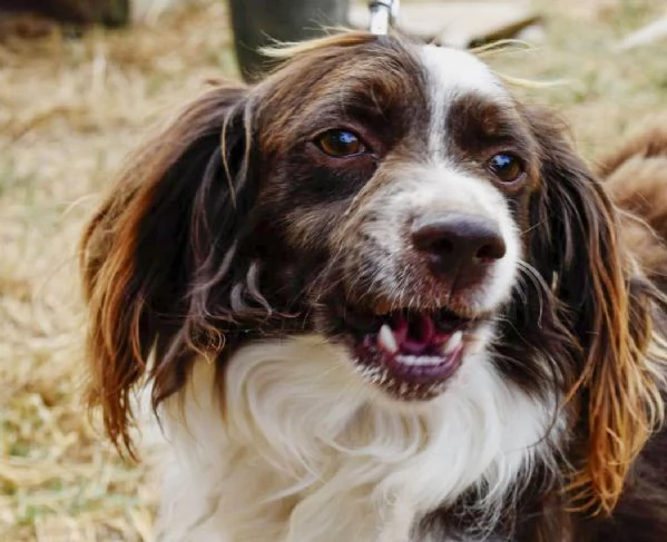 Tommy piccolo springer in cerca di famiglia