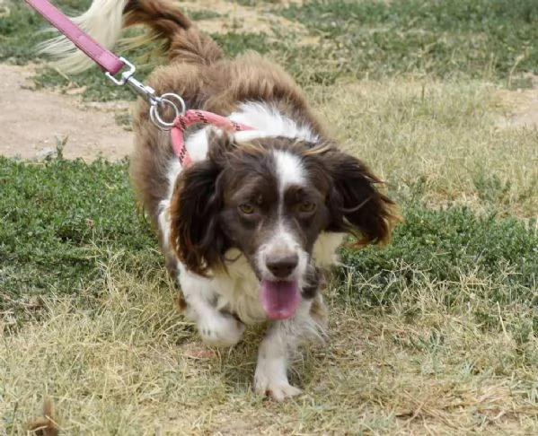 Tommy piccolo springer in cerca di famiglia | Foto 3