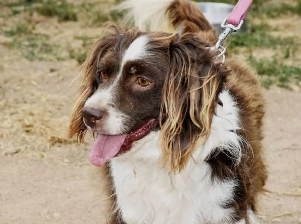 Tommy piccolo springer in cerca di famiglia | Foto 2