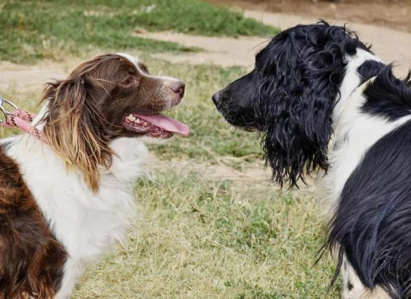 Tommy piccolo springer in cerca di famiglia | Foto 1