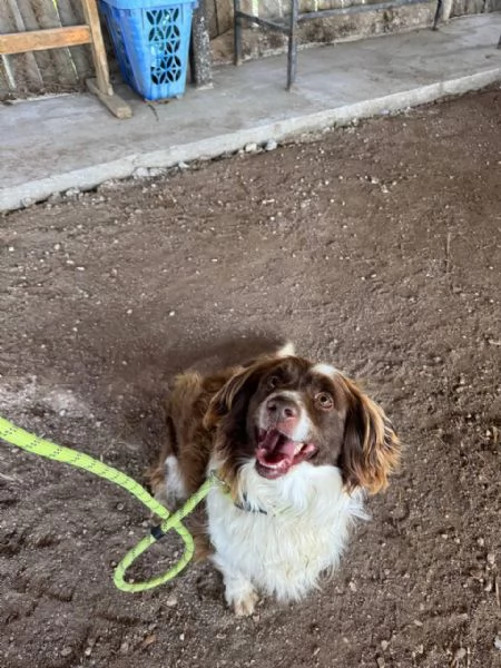 Tommy piccolo springer in cerca di famiglia | Foto 0