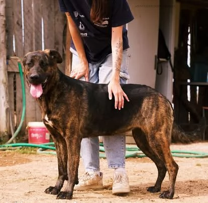 Prinsbella e socievolein cerca di famiglia