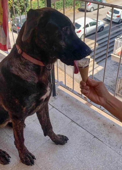 Prinsbella e socievolein cerca di famiglia | Foto 5