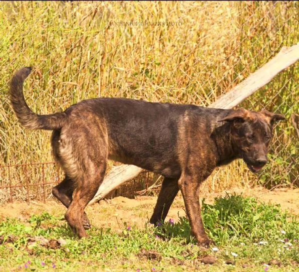 Prinsbella e socievolein cerca di famiglia | Foto 4
