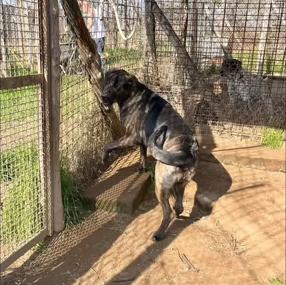 Prinsbella e socievolein cerca di famiglia | Foto 3