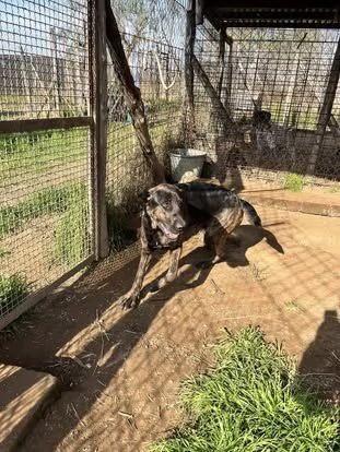 Prinsbella e socievolein cerca di famiglia | Foto 2