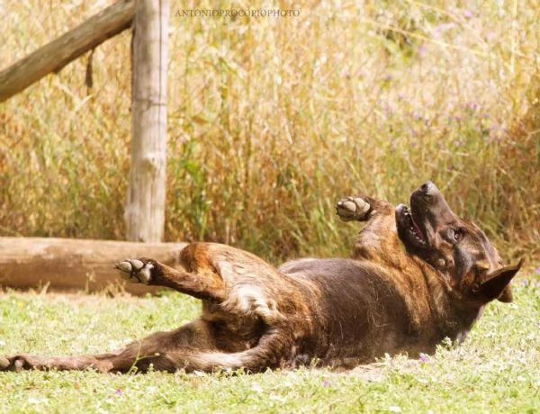 Prinsbella e socievolein cerca di famiglia | Foto 1