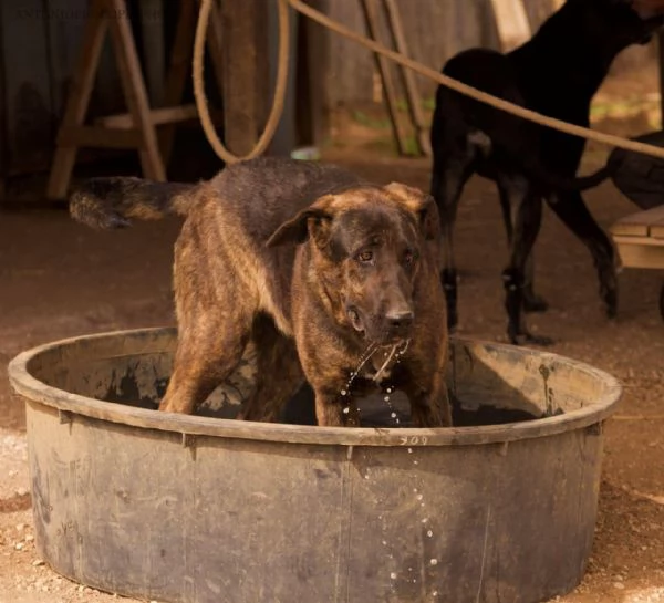 Prinsbella e socievolein cerca di famiglia | Foto 0