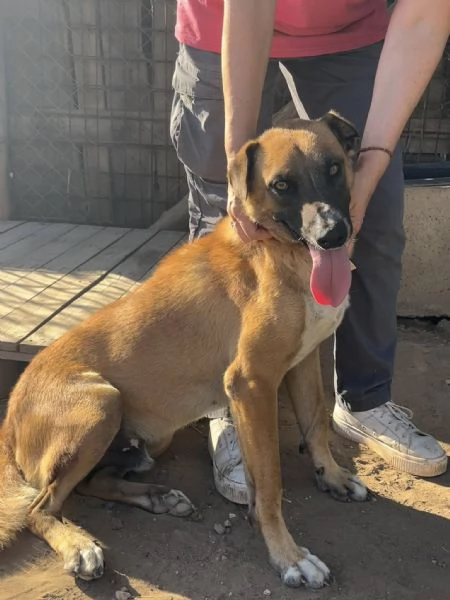 Tangosimpatico ed esuberantein cerca di famiglia | Foto 3