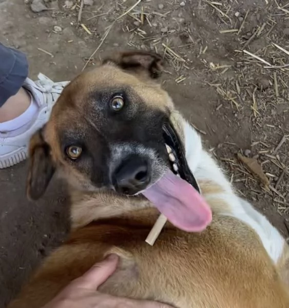 Tangosimpatico ed esuberantein cerca di famiglia | Foto 1