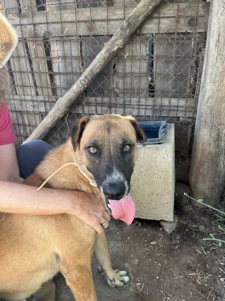 Tangosimpatico ed esuberantein cerca di famiglia | Foto 0