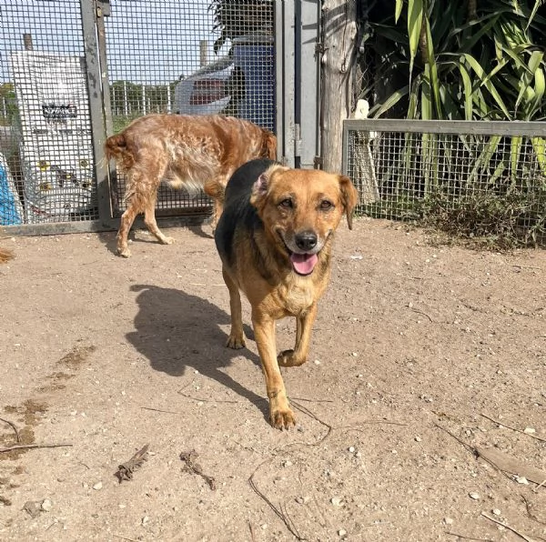 Lalla12 kg di dolcezza in cerca di famiglia | Foto 1