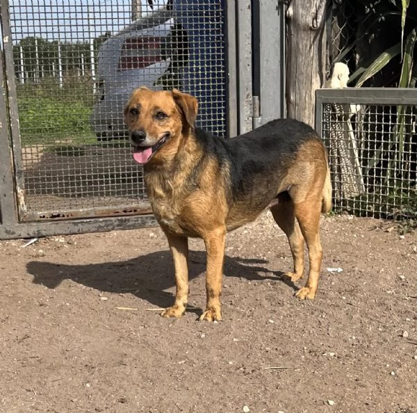 Lalla12 kg di dolcezza in cerca di famiglia | Foto 0