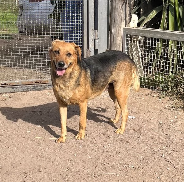 Lalla12 kg di dolcezza in cerca di famiglia