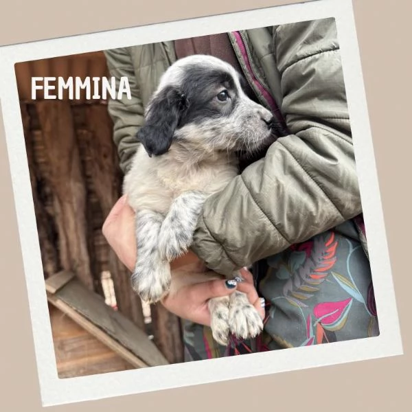 Cuccioli in cerca di casa | Foto 5