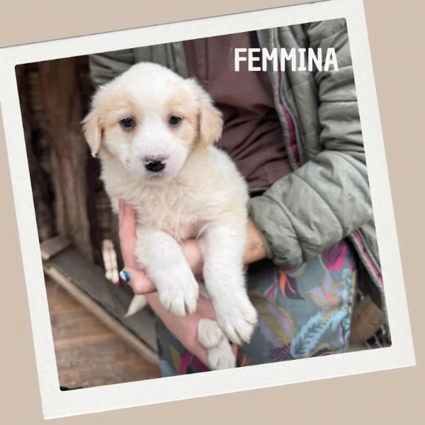 Cuccioli in cerca di casa | Foto 4