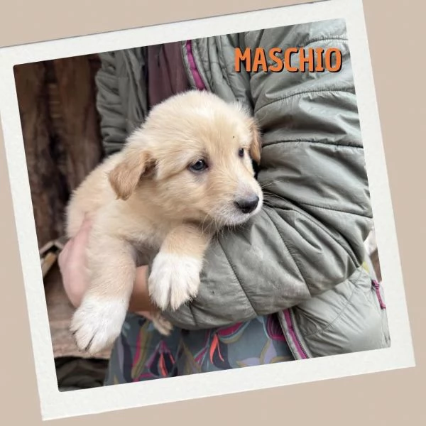 Cuccioli in cerca di casa