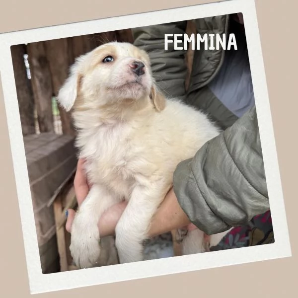 Cuccioli in cerca di casa | Foto 3