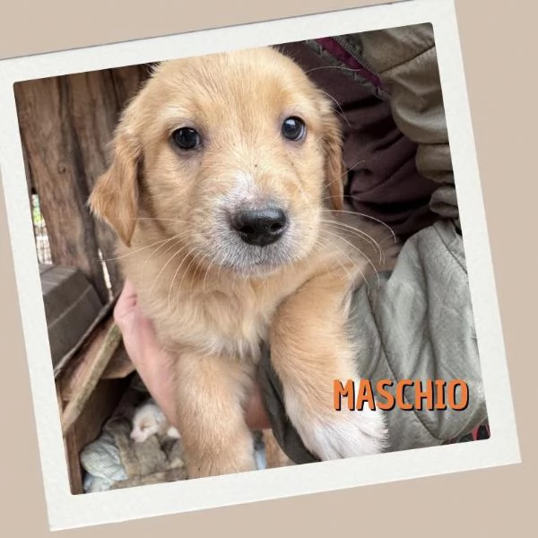 Cuccioli in cerca di casa | Foto 1