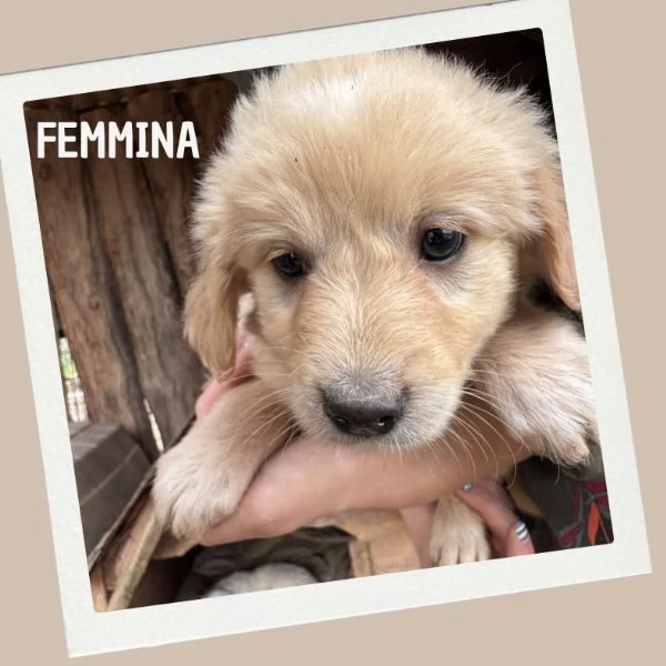 Cuccioli in cerca di casa | Foto 0