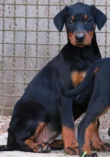 Dobermann cuccioli | Foto 0