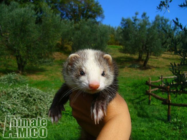 Vendita Animali Da Cortile Friuli Venezia Giulia