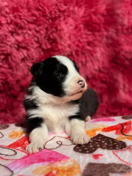 Cuccioli di Border Collie  bordercollie  | Foto 0
