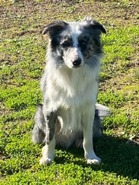 Cuccioli di Border collie | Foto 3