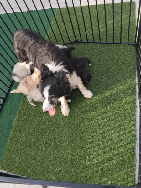 Cuccioli di Border collie | Foto 1