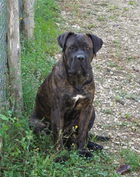 Vendita Cucciolo Cane Corso Da Privato A Rieti Cane Corso Cuccioli