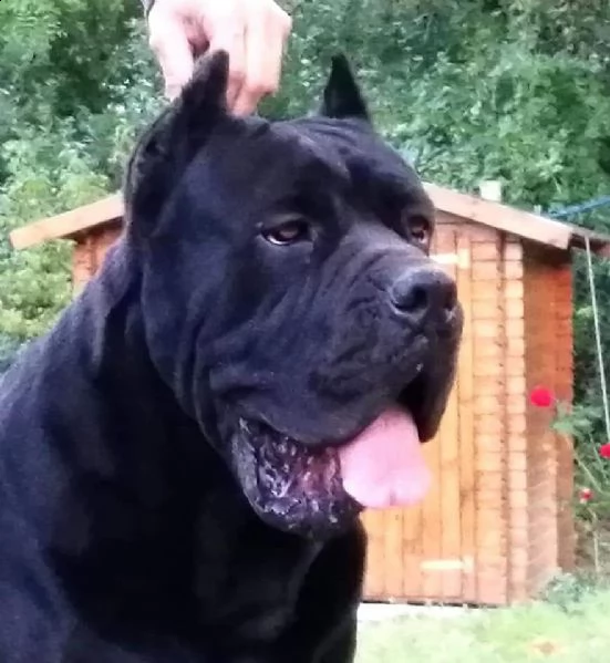 cane corso cuccioli da allev riconosciuto enci  | Foto 4